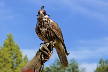 Falcon perched on its trainers hand