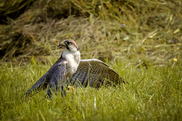 Falcon on the grass