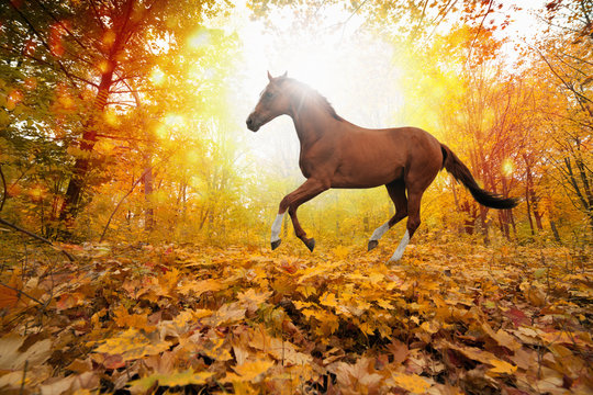 Horse in fall park