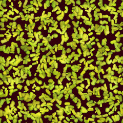 Green cells of bacteria