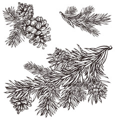 hand drawn christmas design christmas pine branch and pine cones
