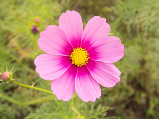 cosmos flower