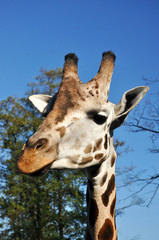 Giraffe