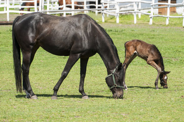 Mare and foal on a summer pasture