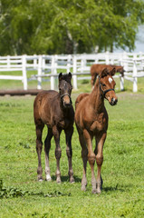 Fototapeta premium Foal on a summer pasture