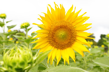 sunflower in plantation