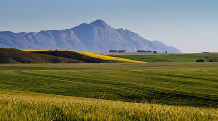 field of canola