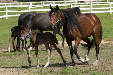 Fototapeta premium Mare and foal on a summer pasture
