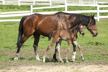 Mare and foal on a summer pasture