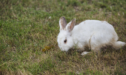little rabbit in the garden grass .
