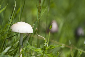 a poisonous mushroom