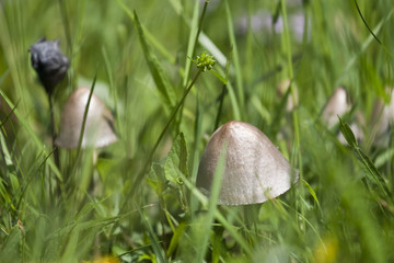 a poisonous mushroom