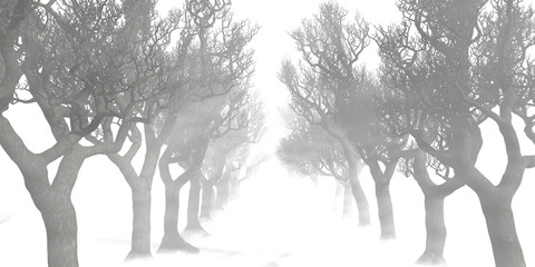 Allee mit Bäumen im Nebel
