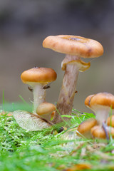Hallimasch (Armillaria sp.)