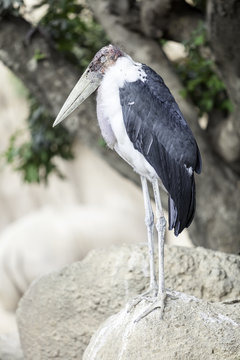 African marabou