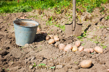 Сбор урожая картошки