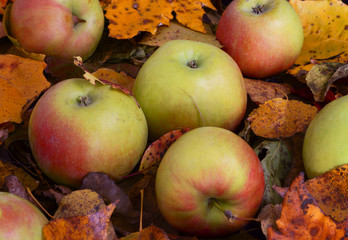 Apples on the fallen leaves