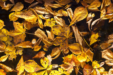 Chestnut leaves