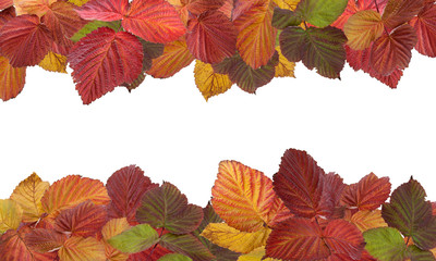 frame of autumn leaves