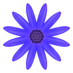 Blue Osteospermum Daisy Flower Kaleidoscope Isolated on White