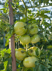Tomato Plant Ripening