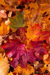 Colorful and bright background made of fallen autumn leaves