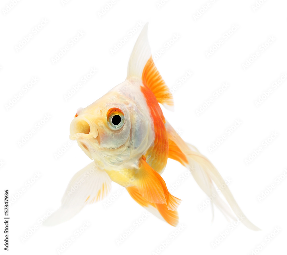 Wall mural Goldfish on a white background - Wall murals