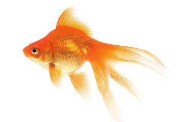 Goldfish on a white background