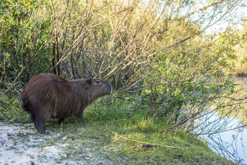 Capybara on El Palmar National Park, Argentina