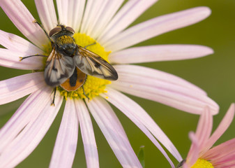 Insect (lat. Tachinidae)