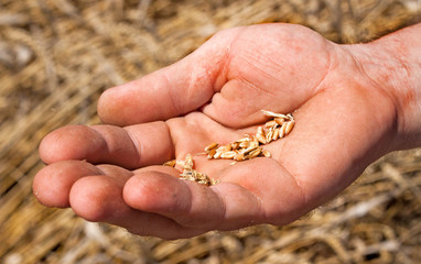 Handsfull of wheat grains