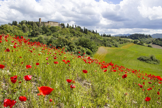 spring in Tuscany, landscape with poppies