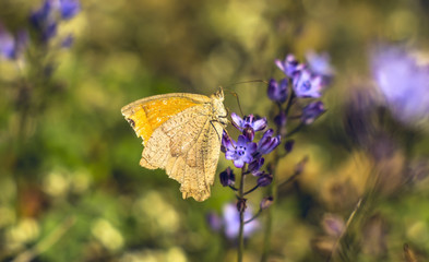 Nature background with butterfly on the autumn grass