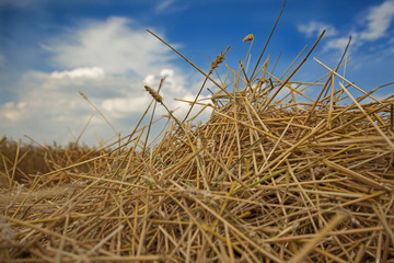 Fototapeta premium Wheat StubbleAgainst Blue Sky