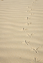 Fototapeta na wymiar footprints in the sand of a bird
