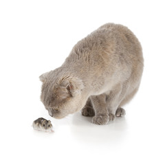 Scottish fold cat
