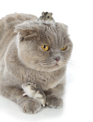 Scottish fold cat