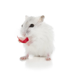 Djungarian hamster