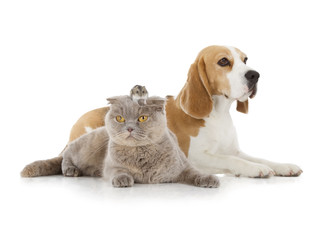 dog, cat and mouse