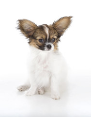 Papillon puppy