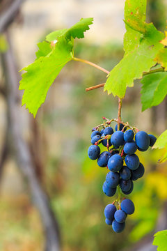 blue grapes with green leaves on vineyard blurred background