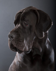 great dane