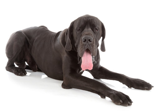 great dane