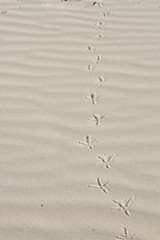 footprints in the sand of a bird