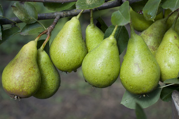 Branch with pears