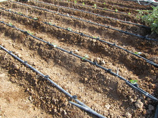 furrow and irrigation