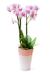 Fototapeta na wymiar light pink orchid flowers isolated on white background
