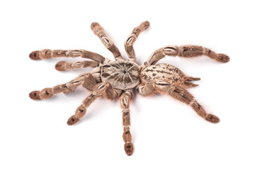 Tarantula spider, female (Heteroscodra maculata)