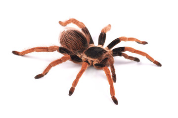 Tarantula spider, female (Megaphobema robustum)