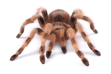 Tarantula spider, female (Nhandu coloratovilosum)